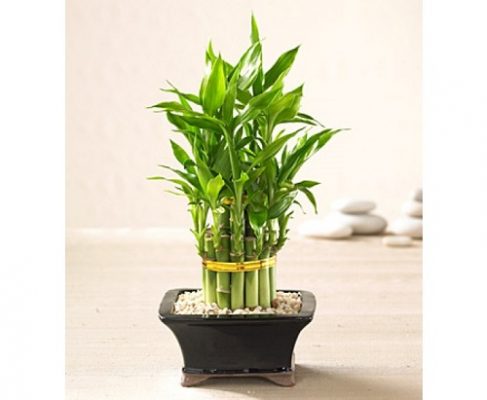 Top những cây xanh phong thủy trong nhà bạn nên biết 7 Cây phát tài