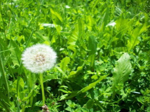 Bồ công anh và những công dụng hữu ích của nó 3 cay bo cong anh 1PNG 300x225 1