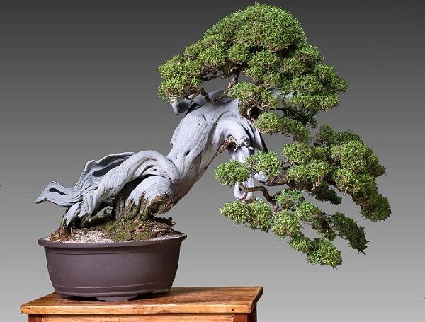Bonsai là gì? Các thế cây bonsai đẹp, độc đáo, nghệ thuật - META.vn
