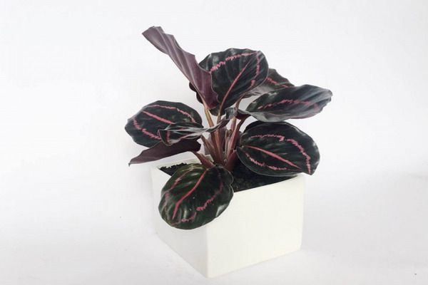 cay duoi cong timPNG 1