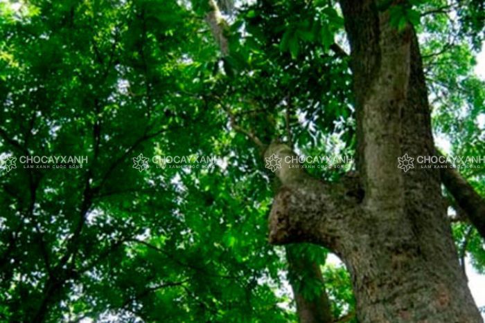 Cây giống cây cẩm lai 4 cay giong cay cam lai 1