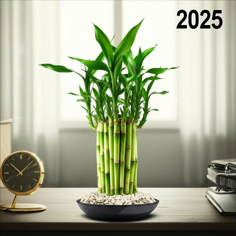 Bí Quyết Chọn Cây Phát Tài Để Bàn Rước Lộc Năm 2025? 1 Cây phát tài để bàn, biểu tượng may mắn 2025.