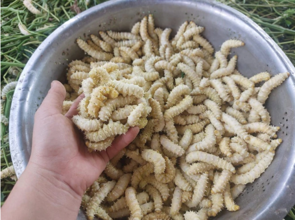 Những món đặc sản từ sâu bọ ở Việt Nam khiến nhiều người "rợn tóc gáy", ai gan dạ mới dám thử 1 nhung mon dac san tu sau bo o viet nam khien nhieu nguoi ron toc gay ai gan da moi dam thu