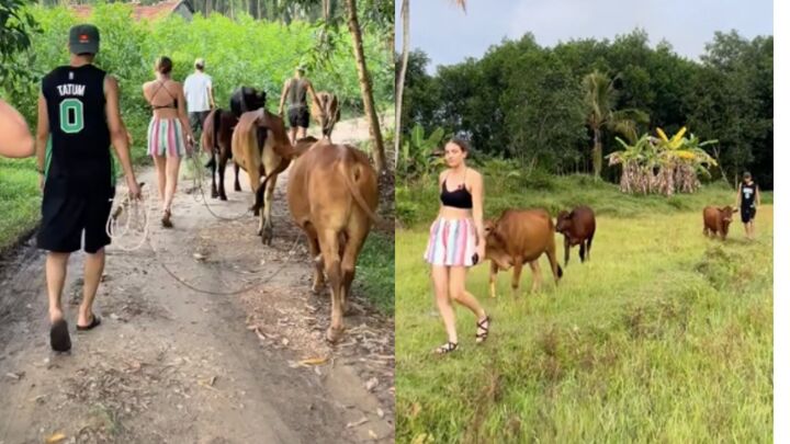 clip du khach tay moi nguoi chan mot con bo khien dan mang thich thu