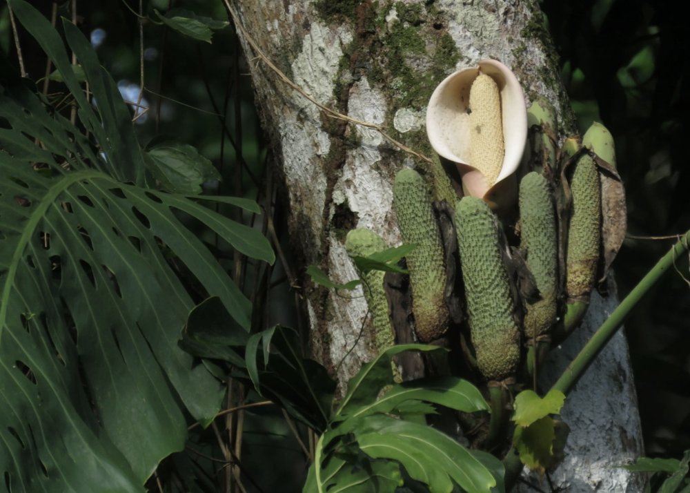 Loại quả nhìn như tổ ong, phải chờ 7 năm mới được ăn: Nhà giàu trồng làm cảnh, TikToker dùng để... mukbang 1 loai qua nhin nhu to ong phai cho 7 nam moi duoc an nha giau trong lam canh tiktoker dung de mukbang