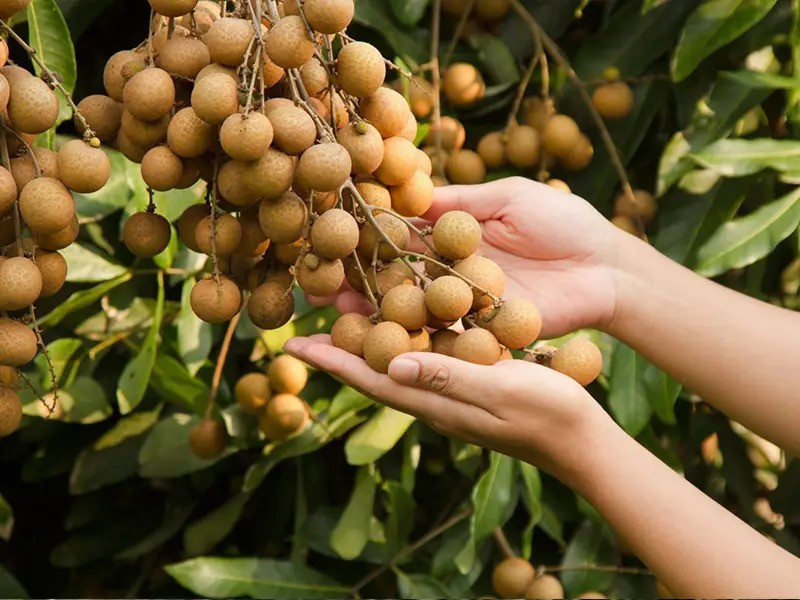 Tri thức dân gian trồng và chế biến nhãn lồng Hưng Yên được đề xuất ghi danh di sản văn hóa phi vật thể nhân loại 1 tri thuc dan gian trong va che bien nhan long hung yen duoc de xuat ghi danh di san van hoa phi vat the nhan loai